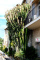 Residence with iron balcony & cactus reaching upper floor. St Paul de Vence, France.