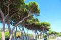 Umbrella Pine trees. Sainte-Maxime, France