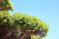 Tops of Umbrella Pine trees. Sainte-Maxime, France.