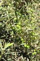 Olive tree heavy with fruit. Avignon, France.