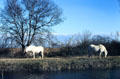 Wild white horse at Camargue wetlands. France.