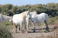 Semi-wild white horses of Camargue wetlands. France.