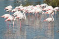 Flock of Greater Flamingoes at Camargue. France.