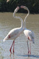 Pair of Greater Flamingoes at Camargue. France.