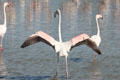 Greater Flamingo with wings spread at Camargue. France