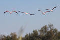 Greater Flamingoes in flight at Camargue. France.