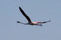 Greater Flamingo in flight at Camargue. France.