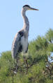 Nesting Great Blue Heron at Camargue. France.