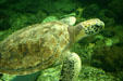 Loggerhead sea turtle swimming at Guadeloupe Aquarium. Pointe-à-Pitre, Guadeloupe.