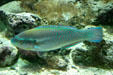 Blue fish at Guadeloupe Aquarium. Pointe-à-Pitre, Guadeloupe.