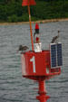Pelicans perched on channel marker. Gosier, Guadeloupe.
