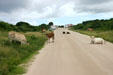 Cows wander on road at Point de la Grande Vigie. Guadeloupe.