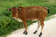 Reddish calf. Guadeloupe.