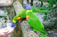 Hand feeding tropical birds at Deshaies Botanic Gardens. Deshaies, Guadeloupe