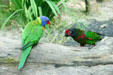 Bird species mix at Deshaies Botanic Gardens. Deshaies, Guadeloupe.