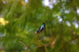 Iridescent green-blue wings of Purple-throated Carib hummingbird. Guadeloupe.