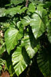 Giant philodendron at Domaine de Valmbreuse. Guadeloupe.