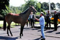 Racing stallion being scrutinized by horse breeders at Irish National Stud. Kildare, Ireland.