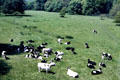 Cattle near Lismore Castle. Ireland.