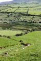 Walled farm fields on Dingle Peninsula. Ireland.