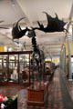 Skeleton of extinct Giant Irish Deer <i>Megaloceros giganteus</i> at National Museum of Natural History. Dublin, Ireland.