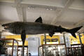 Basking shark specimen at National Museum of Natural History. Dublin, Ireland.