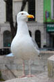 Gull on O'Connell Street bridge. Dublin, Ireland.