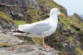 Gull on Dingle Peninsula. Ireland.
