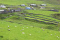 Farms, stone walls & sheep grazing on meadows on Dingle Peninsula. Ireland.