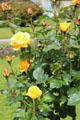 Roses in bloom at Muckross House in Killarney National Park. Killarney, Ireland.