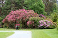 Rhododendrons along side path at Muckross House in Killarney National Park. Killarney, Ireland.