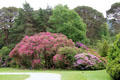 Rhododendrons & trees at Muckross House in Killarney National Park. Killarney, Ireland.