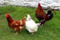 Group of chickens at Kissane's farm at Muckross Traditional Farms in Killarney National Park. Killarney, Ireland.
