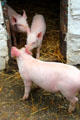 Pigs at Laborer's Cottage at Muckross Traditional Farms in Killarney National Park. Killarney, Ireland.