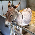 Donkey in stable at Quille's farm at Muckross Traditional Farms in Killarney National Park. Killarney, Ireland.