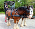 Wagon & horses to transport visitors around Muckross Traditional Farms in Killarney National Park. Killarney, Ireland.
