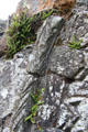 Carving detail on arch of priest's house at Glendalough. Ireland.