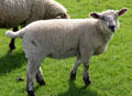Sheep at Kells Priory. Ireland