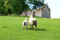 Sheep at Kells Priory. Ireland.
