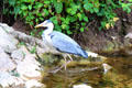 Heron on River Suir. Cahir, Ireland.
