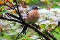 Common Chaffinch at Bunratty Castle & Folk Park. County Clare, Ireland.