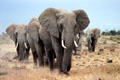 Elephant procession at Amboseli National Park. Kenya