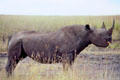 Black rhinoceros or hook-lipped rhinoceros eating a bush in Nairobi National Park. Kenya