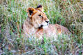 Female lion rests in grass of Masai Mara Reserve. Kenya.