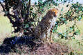 A Cheetah sits in shade of a tree on plains of Masai Mara Reserve. Kenya.