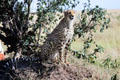A Cheetah sits in shade of a tree on plains of Masai Mara Reserve. Kenya.
