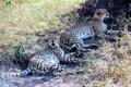 A pair of Cheetah lounge in shade in Masai Mara National Reserve. Kenya.