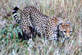 Young cheetah plays in grass of Masai Mara National Reserve. Kenya