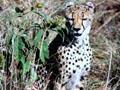Black facial markings & spots of a Cheetah in Masai Mara National Park. Kenya.