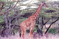Masai Giraffe identified by distinct irregular spots in Nairobi National Park. Kenya.